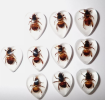 Bees are indispensable creatures in nature, they play a vital role in plant pollination, ecological balance and agricultural production. In order to better understand the characteristics and behavior of bees.