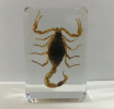 Scorpion model, as a new design and management tool, has been paid more and more attention in the field of business and technology in recent years. The Scorpion model, with its unique structure and function.