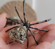 Spider specimens are professionally treated specimens of preserved spiders, displaying their biological characteristics and structures to help scientific research, education and the public understand the ecology and diversity of spiders.