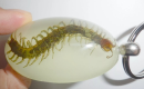Centipedes are common polypeds belonging to the class Polypeds in the phylum mollusca. They have attracted the attention of many researchers because of their unique appearance and biological characteristics.