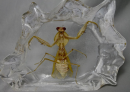 The praying mantis is a fascinating insect known for its unique appearance and way of hunting. As a predator, the mantis, can quickly catch prey, and its specimens have become an important part of entomological research.