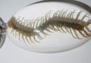Centipede specimens are preserved samples used to study the biological characteristics and ecological roles of centipedes, which help scientists and educators observe and analyze this ancient organism through fixation and drying treatment.