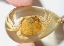 Crab specimens are samples for the preservation and study of biological characteristics of crabs, which are fixed and dried to provide an in-depth understanding of the structure and ecological role of crabs