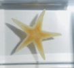 Starfish specimens are samples for the preservation and study of the biological characteristics of starfish, which are fixed and dried to help scientists understand their anatomy and ecological role