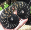 Shell fossils are a common type of fossil derived from the shells of ancient mollusks. They have undergone deposition and fossilization processes over millions of years