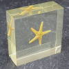 Starfish, belonging to the phylum echinoderm, are widely distributed in the seafloor of the world's oceans, from the tide to the deep sea, almost all kinds of Marine environments. As a unique and fascinating Marine creature.