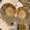 Conch is a kind of mollusk widely distributed in the ocean, and its unique shape and color attract the attention of countless collectors and nature lovers. Conch specimens are often made from their beautiful shells.