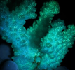 Coral specimens are samples of corals that have been collected and treated for scientific research and display to help understand the ecology of corals and the importance of their conservation.