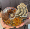 Fossil specimens are extremely important research materials in geology and paleontology, they provide scientists with a wealth of information to help us understand the history of the earth and the process of biological evolution.