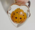 Ladybugs, also known as beneficial insects, are known for their bright colors and for eating aphids and are important ecological regulators of nature, helping to maintain agricultural health.
