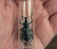 The one-horned beetle (Trypoxylus dichotomus) is a beautiful beetle with distinct male characteristics and a distinctive frontal horn. It lives mainly in forest wetlands and plays an important role as a scavenger in the ecosystem.
