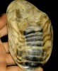 Oyster fossils are paleontological remains, which record the evolution of Marine ecology and environmental changes, help scientists study ancient climate and biodiversity, and have important implications for modern ecological protection.