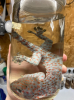 Geckos are a widely distributed small reptile belonging to the geckidae family. They are loved by many people for their unique appearance and habits. In recent years, with the improvement of biodiversity and ecological protection awareness.