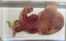 Cuttlefish specimens are treated cuttlefish that display their unique anatomical structure and biological characteristics, have important scientific research and educational value, and are an important representative of Marine ecology.