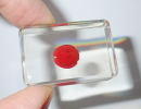 Ladybugs, as a widely distributed small insect, are loved by people for their dazzling colors and unique forms. Specimens of ladybugs are not only of great value in biological research.