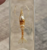 Shrimp specimens are specially preserved shrimp bodies that display their morphology and structure and are widely used in scientific research and education to help people understand the ecological role and biodiversity of shrimp.