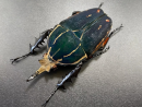 The unicorn, as a member of the insect world, is loved by the public for its unique form and gorgeous appearance. Rhinoceros specimens, in particular,demonstrating the wonders and diversity of the natural world.