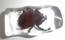 Dung beetles are small beetles that are widely distributed around the world and are known for their unique living habits and ecological functions. Dung beetles, which typically feed on animal dung and are able to efficiently break down.