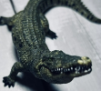 Crocodile models are important tools for biology teaching and ecological display, depicting the anatomy and habits of crocodiles to help people better understand and protect this ancient species.