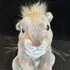 Stuffed animals have long held a special place in the hearts of both children and adults. Among the vast array of plush companions available, squirrel stuffed animals offer a unique blend of charm and whimsy that makes them stand out.