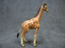 The giraffe is a unique and striking animal, known for its tall stature and graceful posture. They are the tallest land animals in the world, adult giraffes can reach five to six meters in height, and adult males are usually taller than females.