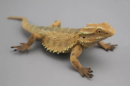 The chameleon is an amazing reptile known around the world for its unique ability to change color. They are not only unique in the animal kingdom, but also have attracted wide attention in biological research and environmental adaptation.
