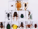 Insect specimens are insects that have been treated and preserved for research and education. They help scientists understand insect diversity and ecology, and provide ornamental value for collectors.