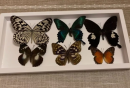 Butterfly specimens are specimens of insects that have been fixed and dried to show the beauty of butterflies, to study their taxonomy and ecology, and for educational and collection purposes.