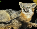 Fox specimens are foxes that have been treated and preserved for scientific research and educational display. It shows the fox's biological characteristics and natural posture, helping to understand its ecology and behavior.