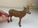 White-tailed deer specimens display the anatomy and external characteristics of the deer and are used in scientific research, educational displays, and natural history collections to help gain insight into the biology