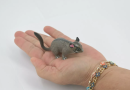 The possum model is an important ecological and biomedical research tool that helps scientists explore animal adaptation mechanisms and disease resistance due to its unique physiological characteristics and immune capabilities.