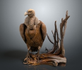 The Eagle model is an ecological research tool used to analyze the role and population dynamics of eagles in ecosystems, help understand predation relationships and ecological balance, and guide the development of conservation measures.
