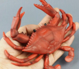 The crab model accurately reproduces the shape and details of the crab and is suitable for collection and educational purposes. It showcases the natural beauty and craft value of crabs and helps to understand Marine life.