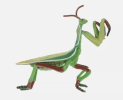 Mantis model is a biologically-inspired algorithm optimization model that simulates mantis hunting behavior and solves complex problems. The model optimizes the search space and improves the efficiency and effectiveness
