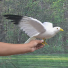 Seagull model is a kind of theoretical and practical model widely used in many fields, which provides profound insight for people with its unique perspective and methodology.