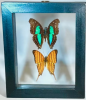 Butterfly specimen is a kind of natural specimen of great ornamental value and scientific research significance, it shows the diversity of butterfly species and ecological importance.With its brilliant colors and delicate wing morphology.