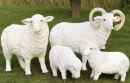 Sheep model is an important tool for studying sheep growth, reproduction and ecological adaptability, helping farmers optimize breeding management, improve production efficiency and promote sustainable agricultural development.