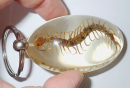 Centipede,as an ancient multi-legged creature,its specimens occupy an important position in biological research and the display of natural history.Centipedes belong to the class Polypoda and are predatory arthropods that are often misunderstood.