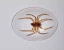 Spiders, belonging to the phylum arthropoda, arachnids, are among the oldest animals on Earth, with a history of hundreds of millions of years. They are known for their unique physiological structure and ability to adapt to their environment.