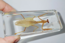 The mantis, as a unique insect, has received a lot of attention for its unique appearance and hunting ability. This insect has a slender body and slender forelimbs, the latter usually assumes a "praying" posture, hence the name "praying mantis".