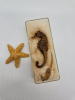 Seahorse is a unique and mysterious Marine creature, which has attracted wide attention for its unique morphology and habits.As a small, bottom-dwelling fish, seahorses have an amazing body structure.
