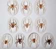 Spider specimens are display samples produced by capture, fixation and preservation techniques to help study the ecological characteristics and behavior of spiders, while also demonstrating their unique aesthetic value.