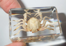 As a common Marine organism, crab has attracted the attention of many biology lovers because of its unique form and rich habitat. The purpose of the preparation and conservation of crab specimens is to study their ecological habits.
