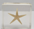 The starfish is a strange and beautiful sea creature that belongs to the phylum echinoderm and is loved by biology lovers for its special form and color. Starfish are usually radial in shape, with five or more arms, and are covered with a hard shell.