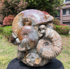 Fossil specimens are important records of the earth's history. They are not only valuable materials for scientific research, but also important basis for understanding biological evolution, climate change and the evolution of the earth.