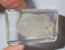 Jellyfish, mysterious and elegant sea creatures, usually attract the attention of many people with their translucent bodies and dynamic ways of moving.As a creature with a long history, jellyfish have existed on Earth for more than 500 million years.