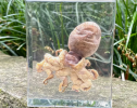 Cuttlefish, which belong to the cephalopod group of mollusks, have received much attention from biologists because of their unique morphology and rich colors. The collection.