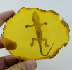 The gecko is a common small reptile belonging to the lizard family. They primarily feed on insects and other small invertebrates, and are notable for their unique biological characteristics and ability to adapt. Geckos are relatively small in size.