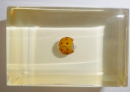 Ladybugs, belonging to the beetle family, are small, widely distributed insects that are loved for their bright colors and unique morphology.Ladybugs are known for their important ecological functions, especially in controlling pest populations.