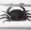 A specimen of a crab is a specimen of a crab that has been fixed and preserved for scientific research and educational display to help people understand its ecological function and diversity.